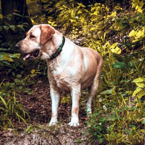 Dog Standing in Coeur d'Alene Bush