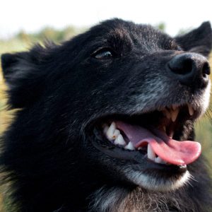 Black Dog In Field