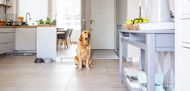 Dog Sitting White Interior Home