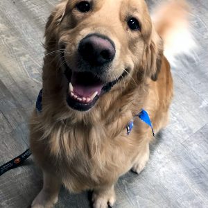 Golden Retriever in CDA after Pet Grooming