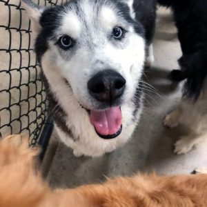 Happy Dog at CDA Pet Resort