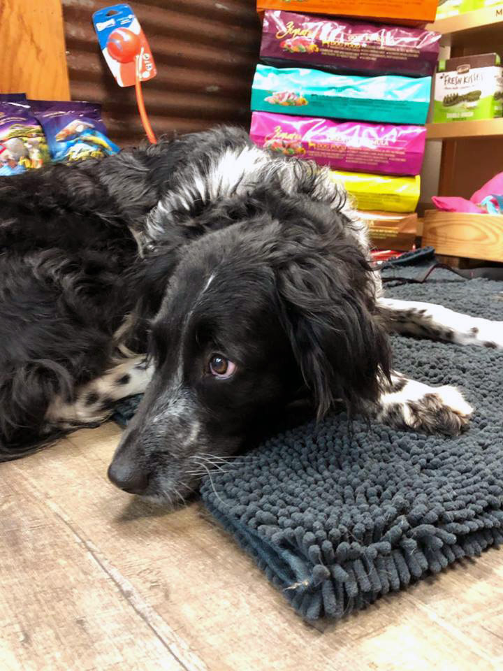 See Our Facility Inside Northwest Pet Resort Northwest Pet Resort