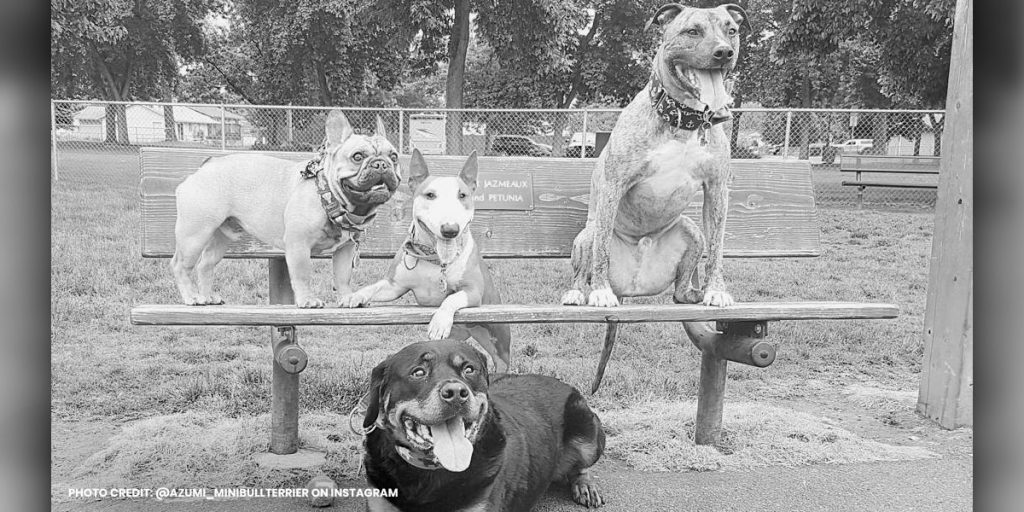 4 Dogs Enjoying at a Day at Central Bark CDA Dog Park