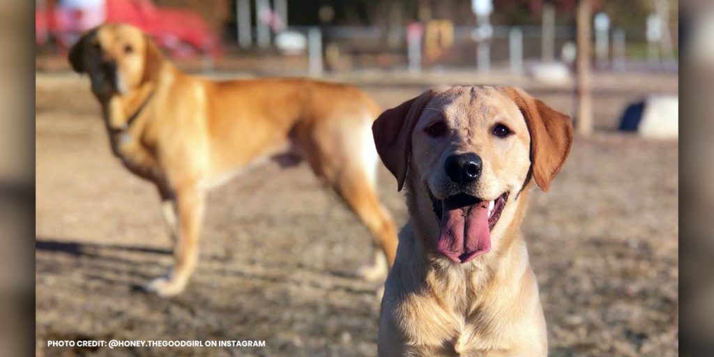 Coeur d'Alene's Top 3 Best Dog Parks to Visit